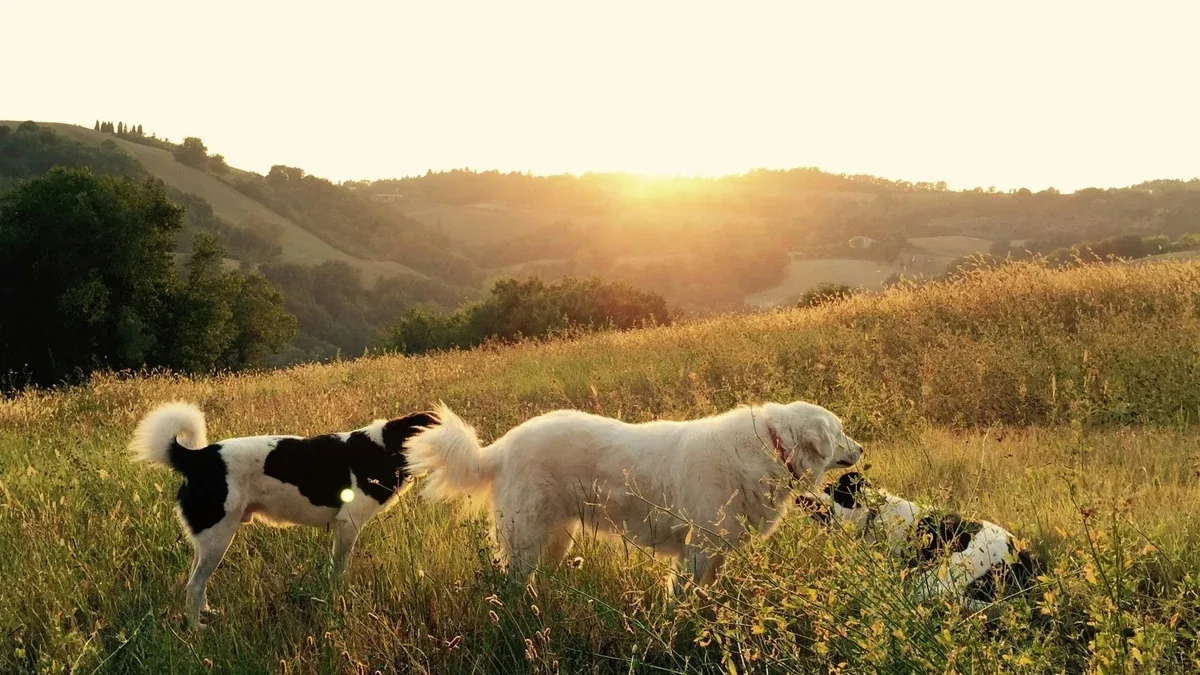 Veneto con il cane: come organizzare una giornata tra passeggiate e soste
