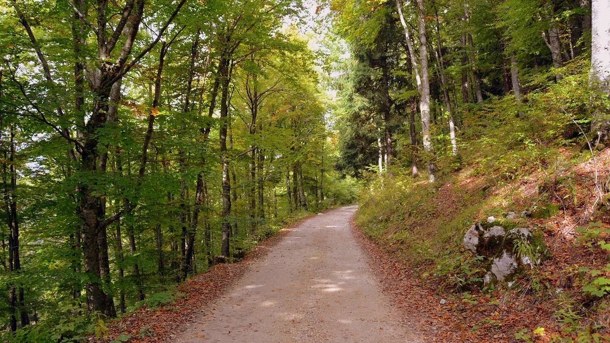 Camminare nel Bosco del Cansiglio: come scegliere un percorso e rispettare l'ambiente